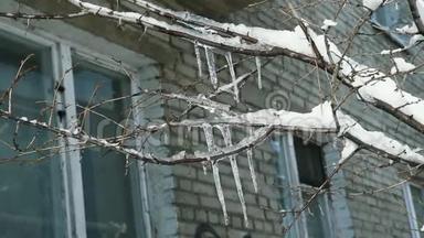 冬天树上的冰柱